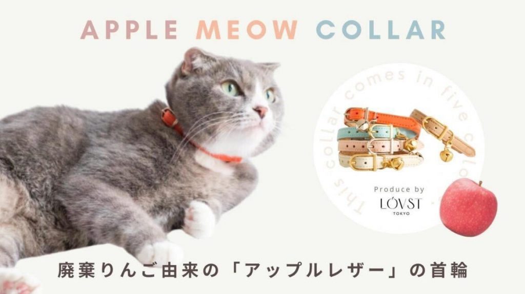 唐沢 海斗(からさわ かいと)さんが植物性レザーの首輪『Apple Meow Collar(アップルミャウカラー)』クラウドファンディングを実施