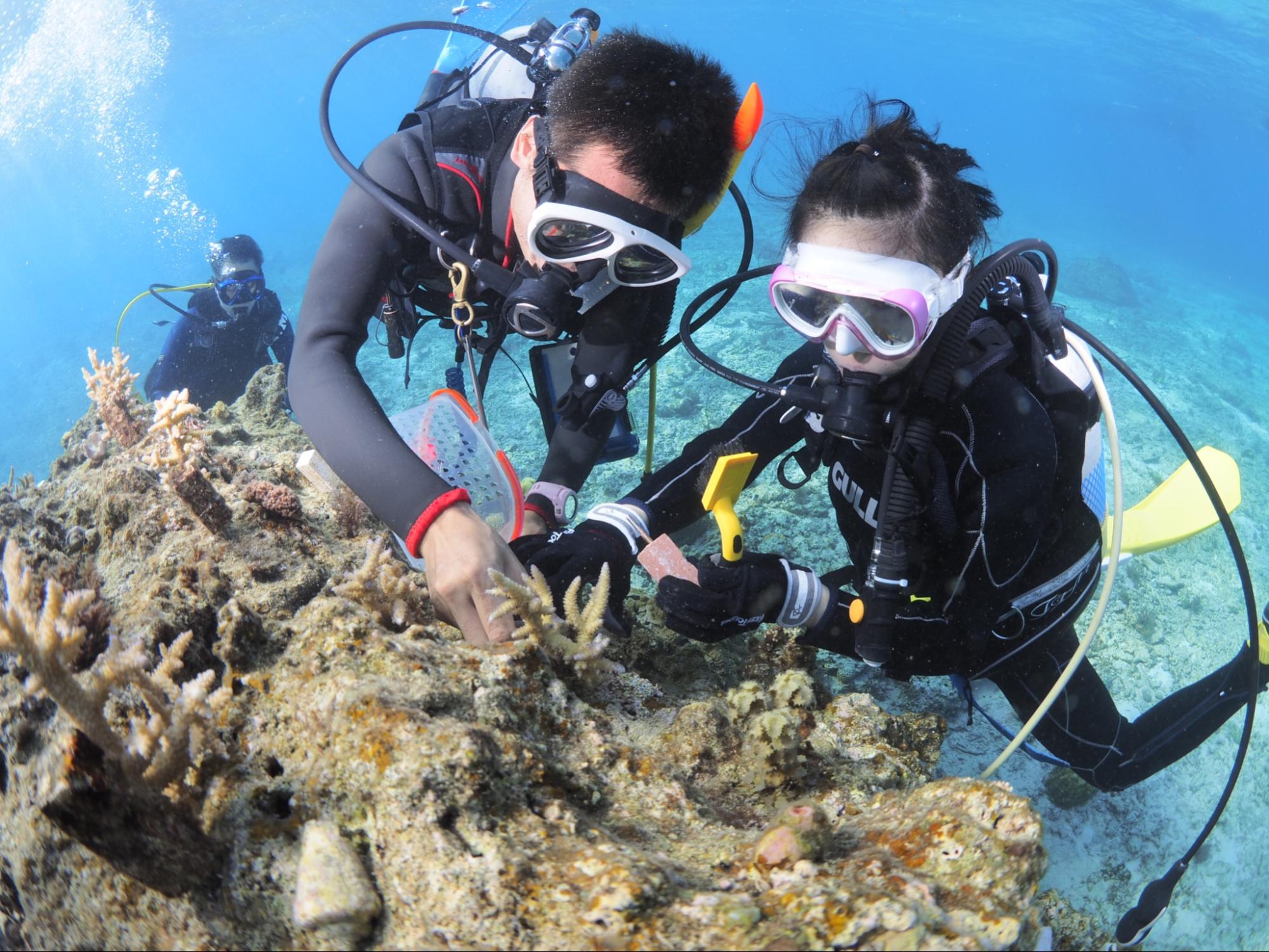 サンゴの魅力を伝え、美しい沖縄の海を後世まで残したい