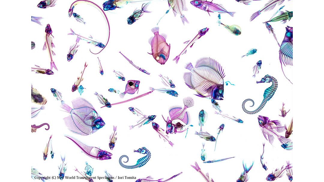 標本の概念が変わる！？透明標本作家・冨田伊織さんが魅せられる「生物の造形美」
