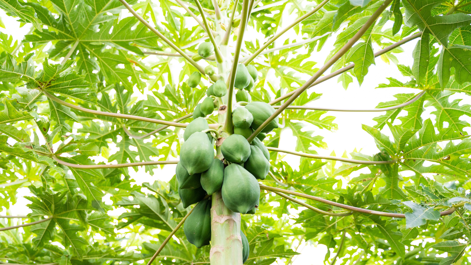 見出し１画像_嶋村吉洋社長が主催するワクセルのコラム_パパイア王子岩本 脩成さん