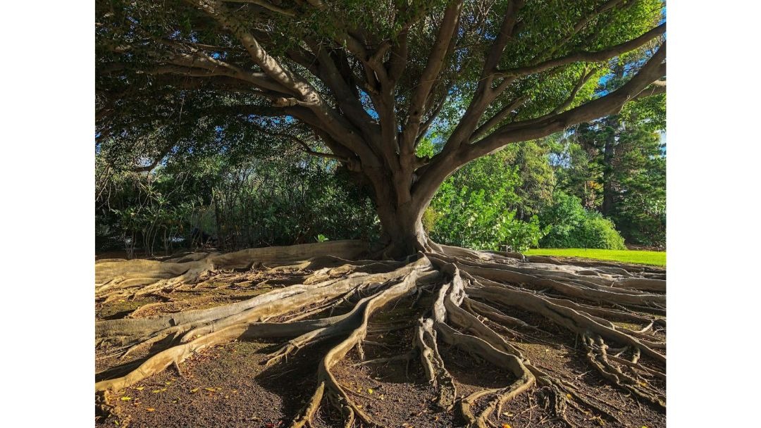 見出し2画像_嶋村吉洋社長が主催するワクセルのコラム_楠橋未来_土台づくり