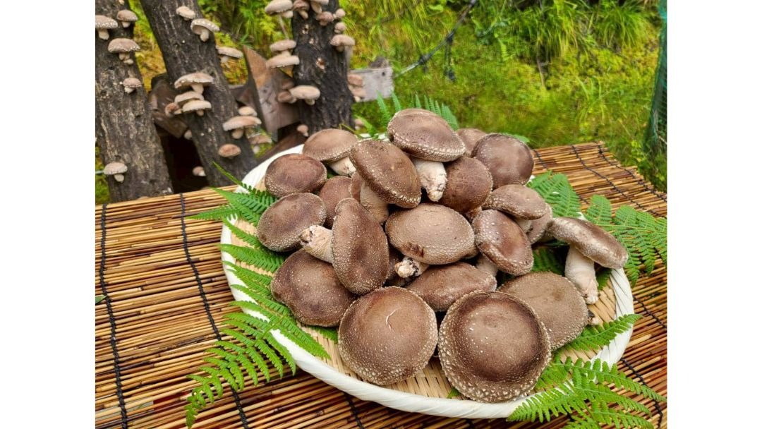 見出し2画像_嶋村吉洋社長が主催するワクセルのコラム_宮西真也_原木栽培の魅力