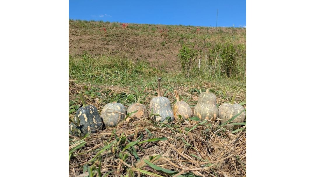 見出し2画像_嶋村吉洋社長が主催するワクセルのコラム_高橋まゆこ_他者への想い