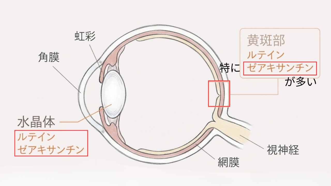 見出し3画像_嶋村吉洋社長が主催するワクセルのコラム_野々口明瞳さん