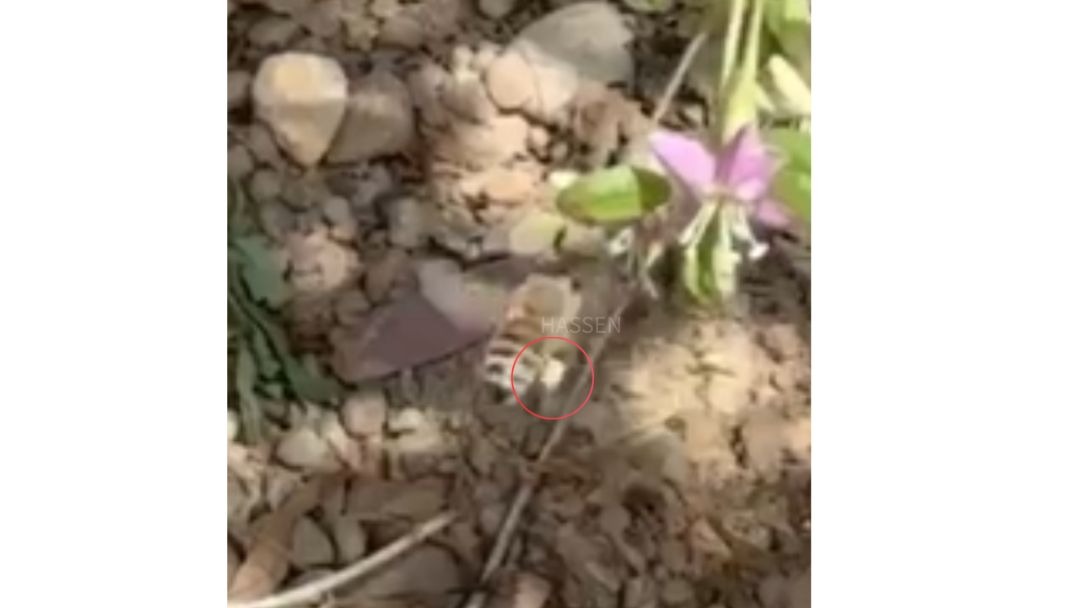 見出し3画像_嶋村吉洋社長が主催するワクセルのコラム_野々口明瞳_ビーポーレン