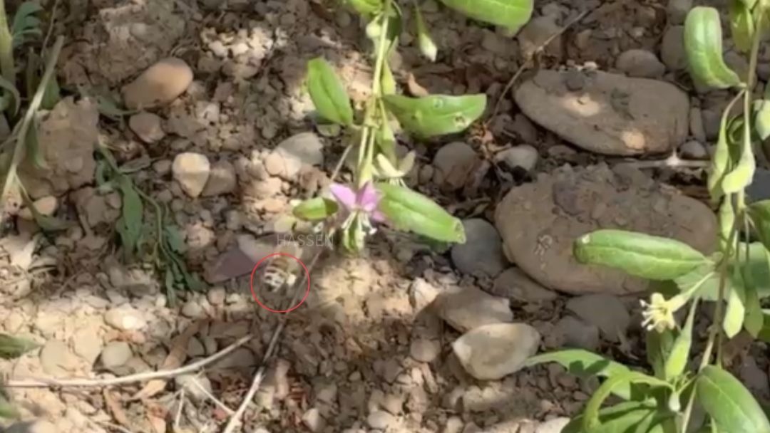 見出し2画像_嶋村吉洋社長が主催するワクセルのコラム_野々口明瞳_幸せの印