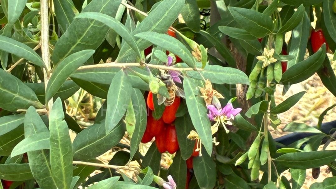 見出し1画像_嶋村吉洋社長が主催するワクセルのコラム_野々口明瞳_汚染や農薬