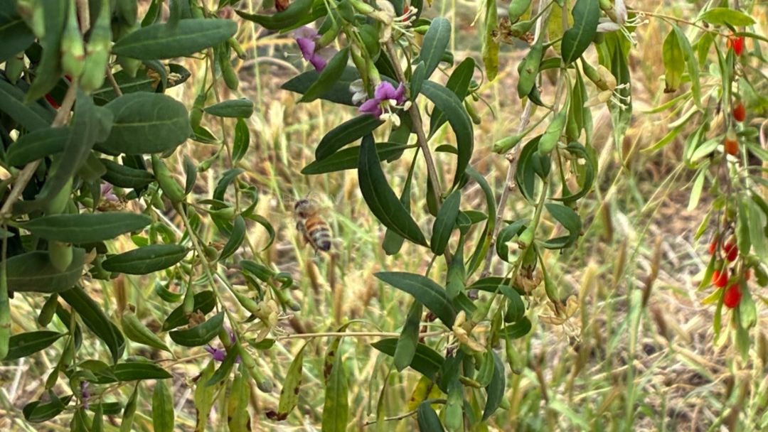 見出し4画像_嶋村吉洋社長が主催するワクセルのコラム_野々口明瞳_有機クコの実